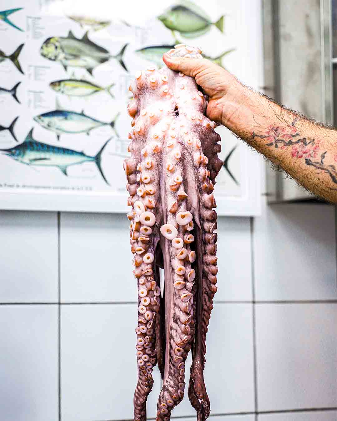 Fresh octopus in the kitchen at Fish& seafood restaurant in Seychelles